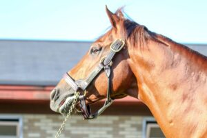 ［種牡馬・血統紹介］史上最多の『砂の冠』コパノリッキー