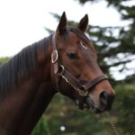 ［種牡馬・血統紹介］社台に来た韋駄天、ドレフォン