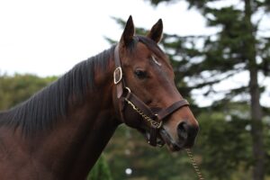 ［種牡馬・血統紹介］社台に来た韋駄天、ドレフォン