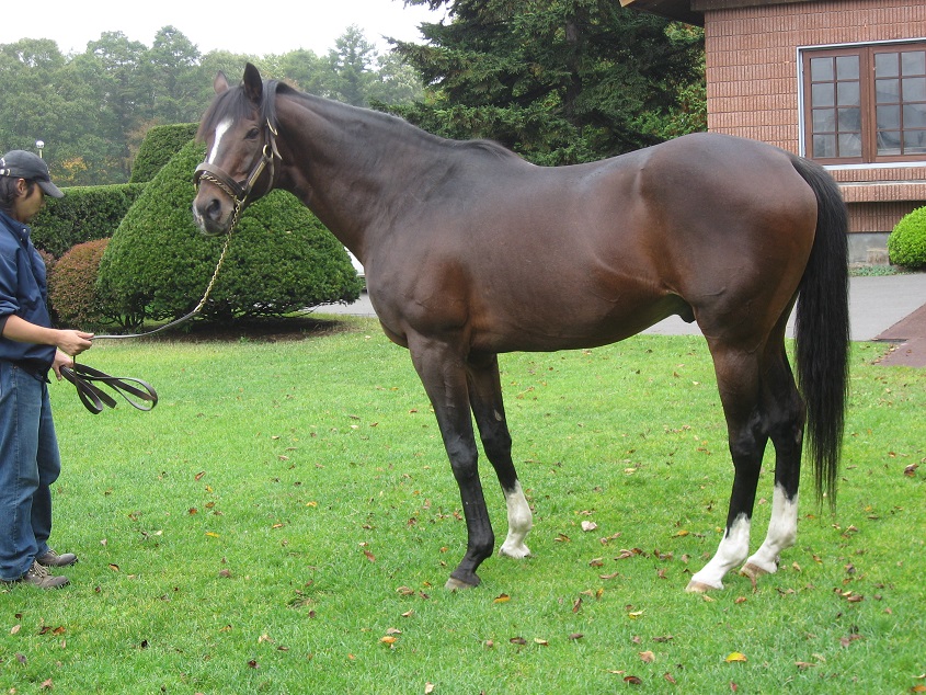 今も多くのファンに愛され続ける奇跡の名馬 トウカイテイオーの物語 競馬コラム ニュース ウマフリ