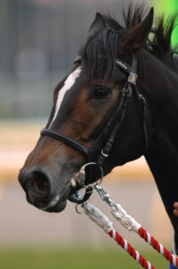 トライアルレースを楽しもう！〜チューリップ賞編〜