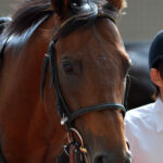 ［Rewind the race］龍王無尽～2013年・高松宮記念～