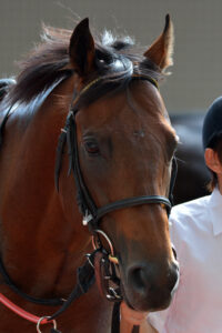 ［Rewind the race］龍王無尽～2013年・高松宮記念～