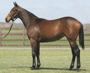 ［POG2021-2022］注目馬紹介～一口クラブ・東京サラブレッドクラブ編～