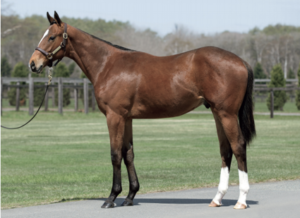 ［POG2021-2022］注目馬紹介～一口クラブ・サンデーレーシング編～