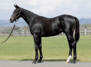 ［POG2021-2022］注目馬紹介～一口クラブ・社台レースホース編～