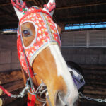 ［インタビュー］浦和名物「コスプレメンコ」のこだわりと想い〜浦和・工藤伸輔調教師〜