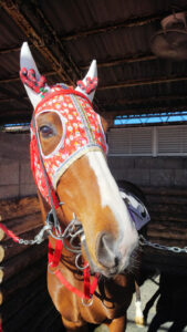 ［インタビュー］浦和名物「コスプレメンコ」のこだわりと想い〜浦和・工藤伸輔調教師〜