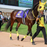 ニシノデイジー〜セイウンスカイの血を持つ馬に惹かれて〜