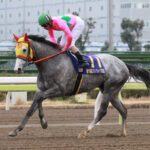 ［テーマトーク］あなたの好きな芦毛馬は？～魅力溢れる、個性的な芦毛馬たち～