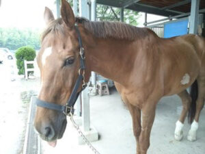 引退馬の宿命を考える〜アッカンベーをする馬・ナリタトウショウ〜