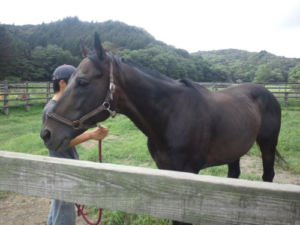 沙田の申し子エイシンプレストン