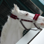 追悼記事 ホワイトベッセルのいない京都競馬場は
