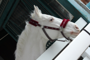 追悼記事 ホワイトベッセルのいない京都競馬場は