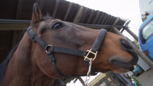 頼れる「南関東の哲学者」・アブクマポーロ