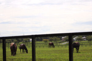 ファレノプシス〜可憐なる輝き〜