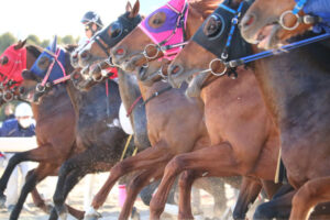 サラブレッドを撮ろう～まずは「写真」を撮ろう！～