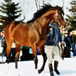 ［競馬タイムトラベル］2002年中山記念・トウカイポイント