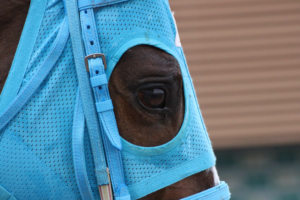 王者の系譜を受け継いで～オジュウチョウサン～