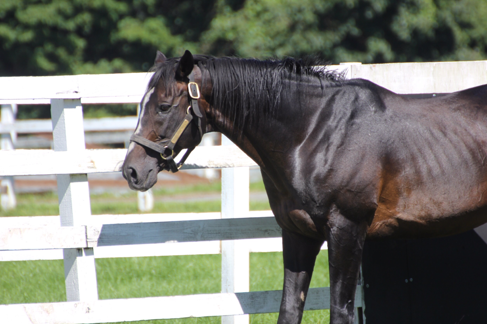 スペシャルウィーク 名牝系の末裔が 日本の総大将 と呼ばれた日 競馬コラム ニュース ウマフリ