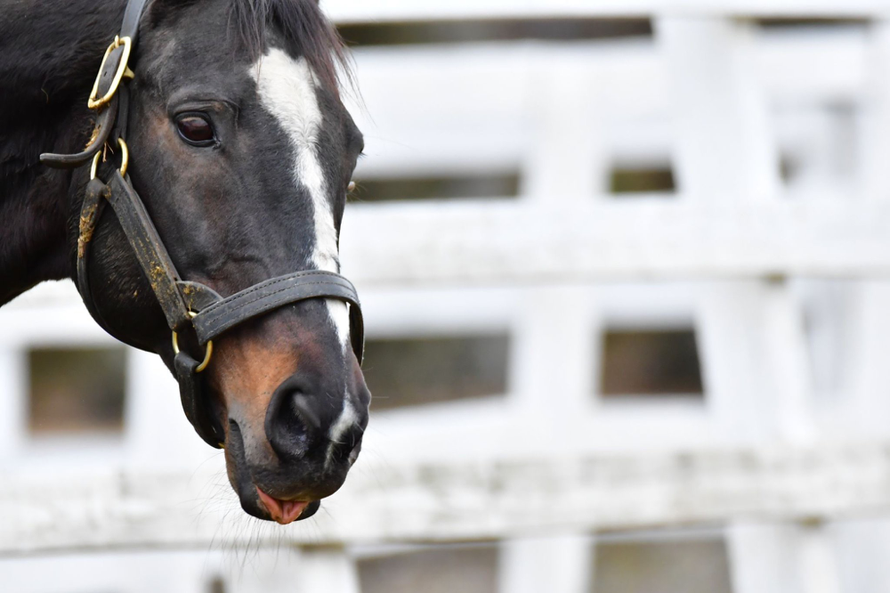 スペシャルウィーク 名牝系の末裔が 日本の総大将 と呼ばれた日 競馬コラム ニュース ウマフリ