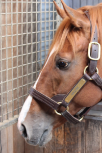 10月の第一日曜日、深夜のできごと～オルフェーヴルと挑んだ凱旋門賞～ | ウマフリ | 競馬コラム＆ニュース