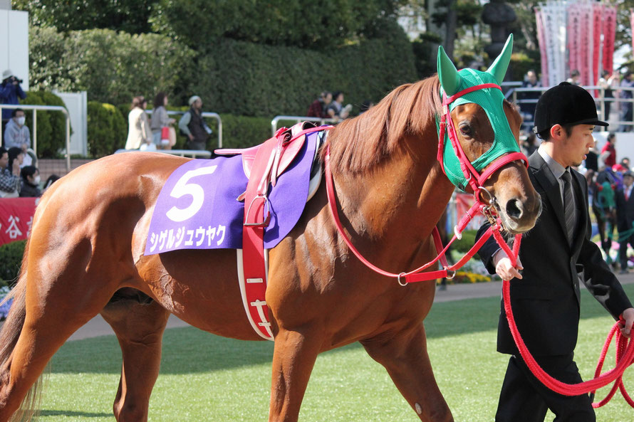 デキる競走馬はメンコで魅せる 基本編 競馬コラム ニュース ウマフリ