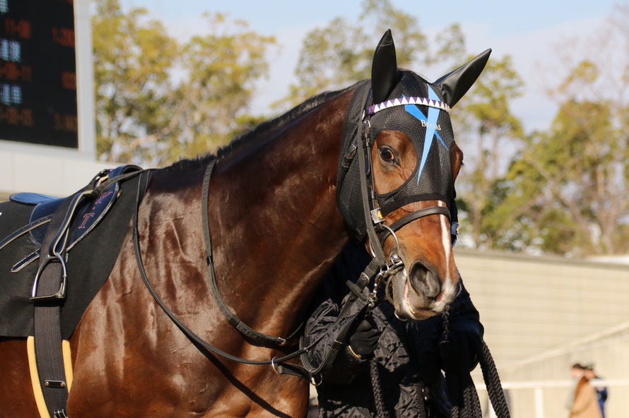 デキる競走馬はメンコで魅せる 基本編 競馬コラム ニュース ウマフリ