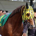 デキる競走馬はメンコで魅せる~総合編~
