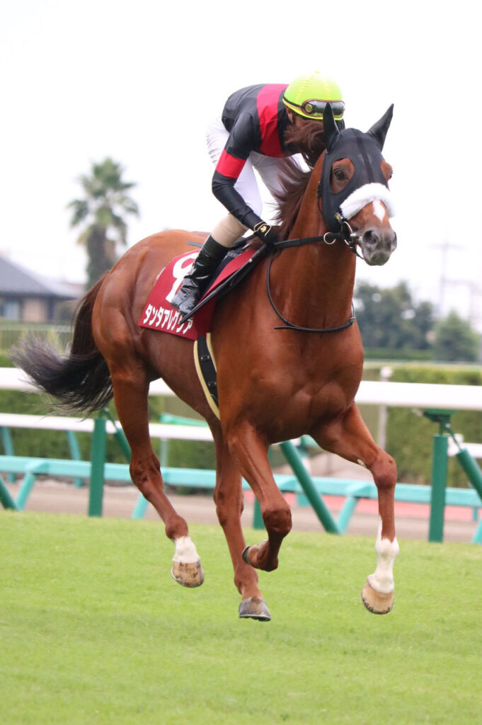 タンタアレグリアとの約束 | 競馬コラム＆ニュース「ウマフリ」