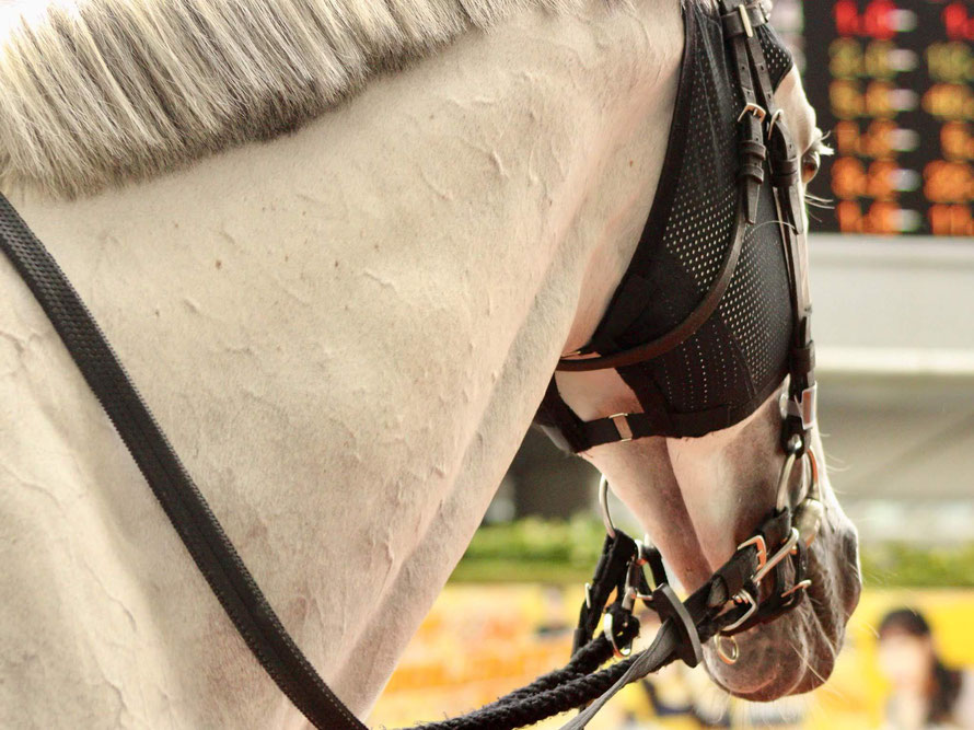 きっと明日も晴れるはず アップトゥデイト 競馬コラム ニュース ウマフリ