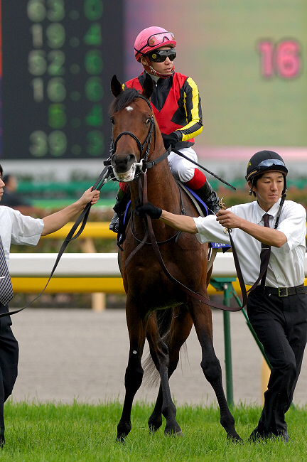 夢の始まり〜ステイゴールド産駒初のGⅠ馬・ドリームジャーニー