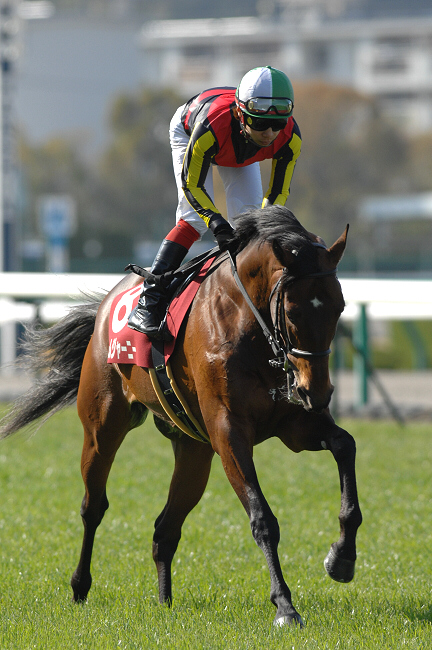 夢の始まり〜ステイゴールド産駒初のGⅠ馬・ドリームジャーニー