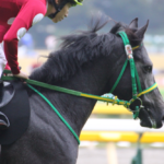 あなたの『競馬の相棒』は?〜私とカメラの出会い〜