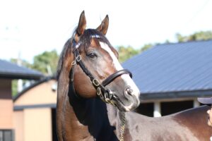 ［種牡馬・血統紹介］日本で血の『再始動』を目指す、アメリカンペイトリオット