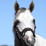 ［種牡馬・血統紹介］アメリカクラシック三冠への挑戦者、ラニ。