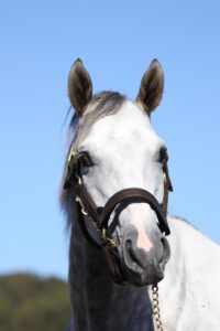 ［種牡馬・血統紹介］アメリカクラシック三冠への挑戦者、ラニ。