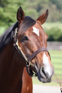 ［種牡馬・血統紹介］スピードの頂点、ビッグアーサー。