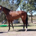 エネイブルの半弟を共有!24歳日本人がオーストラリアの共有馬主をして感じたこと。