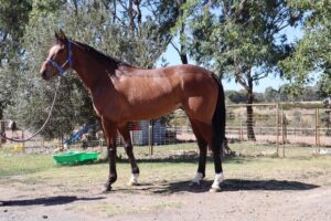 エネイブルの半弟を共有!24歳日本人がオーストラリアの共有馬主をして感じたこと。
