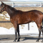 ［POG2021-2022］目指せ日高の星！　ユニオン期待の2歳馬たち