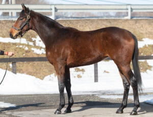［POG2021-2022］目指せ日高の星！　ユニオン期待の2歳馬たち