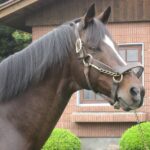 今も多くのファンに愛され続ける奇跡の名馬、トウカイテイオーの物語