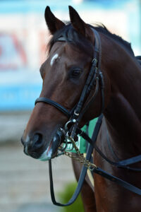 ［種牡馬・血統紹介］魔法の豪脚を持つ良血馬、サトノアラジン