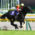異色の皐月賞馬、ロゴタイプ〜栄光と挫折、そして復活した王者~