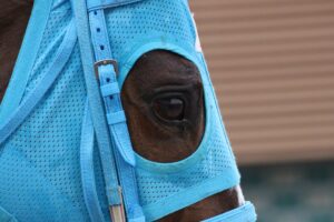 なぜ、我々はオジュチョウサンを愛さずにいられないのか?~王者たちが教えてくれた、諦めないことと、信じ抜くこと~