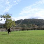 エーシントップ~他を圧倒するスピードを持つ、隠れた"二刀流"馬~
