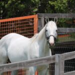 競走馬に会いに行く際、絶対に守ってほしい『牧場見学の9箇条』とは?
