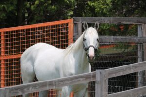 競走馬に会いに行く際、絶対に守ってほしい『牧場見学の9箇条』とは?