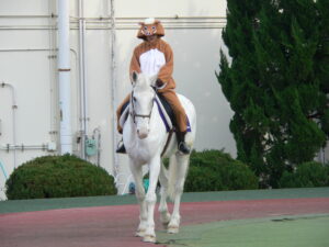 ［写真］園田競馬場のアイドル誘導馬、マコーリー